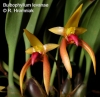 Bulbophyllum levanae  (6)
